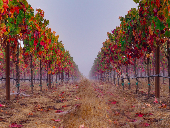 Sonoma-Vineyards-Fall