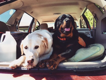 dogs in trunk of car